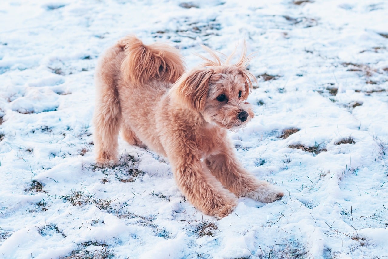 Maltipoo-Welpe zu verkaufen