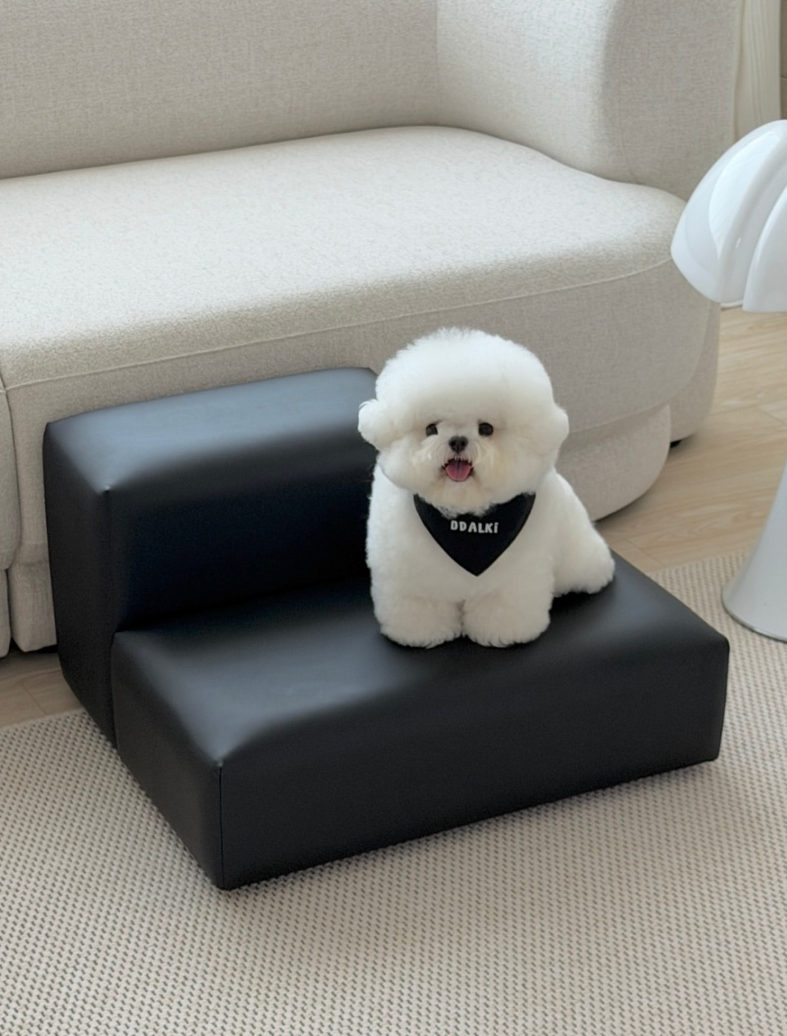 DHAKI - Bichon Frisé Welpe