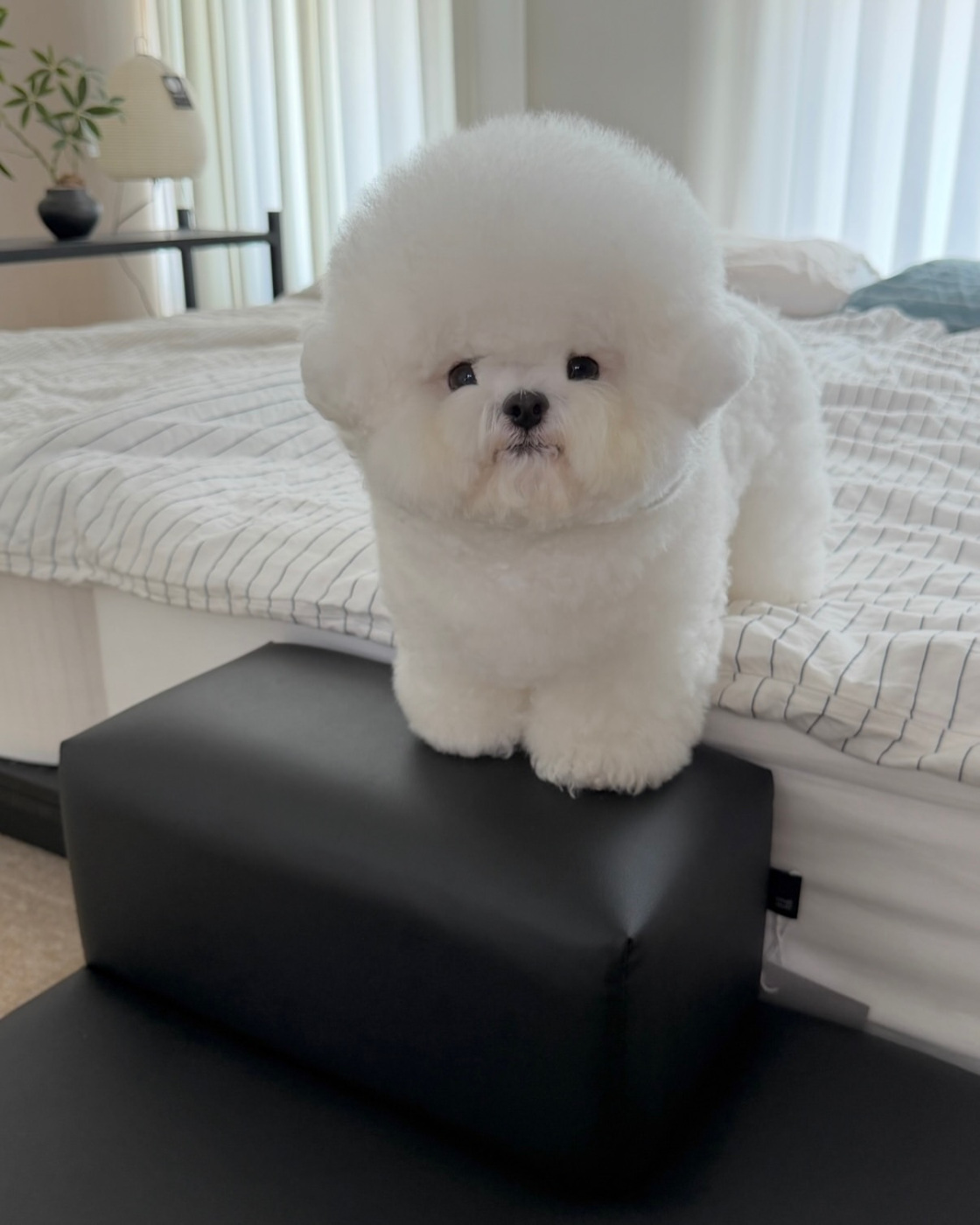 KEN - Bichon Frisé Welpe
