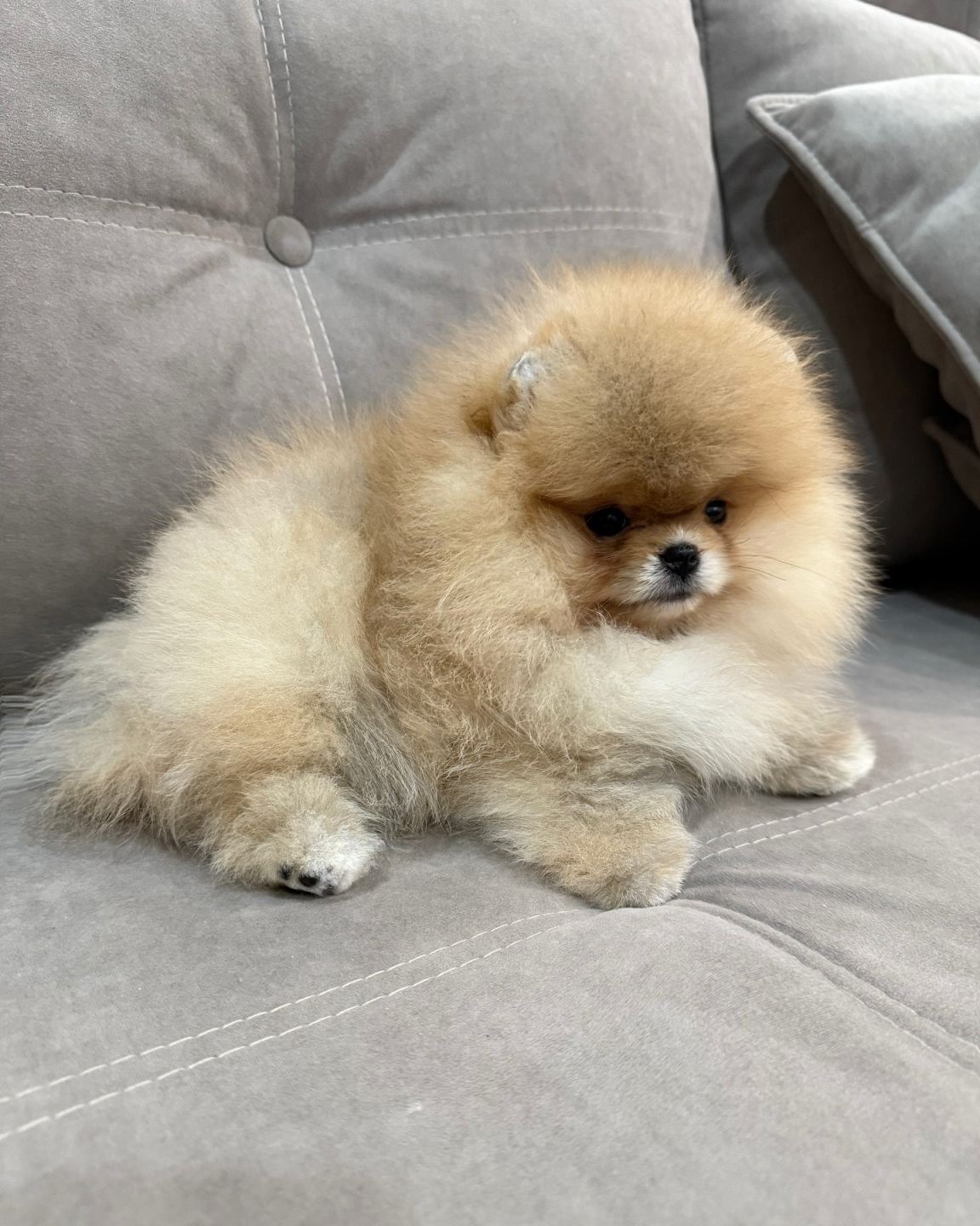 Cachorro de Pomerania JIKA - detalles por confirmar