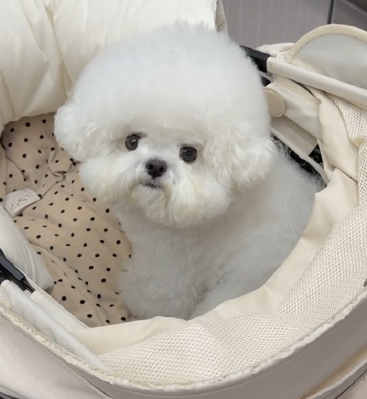 FRUDO - Bichon Frisé Welpe