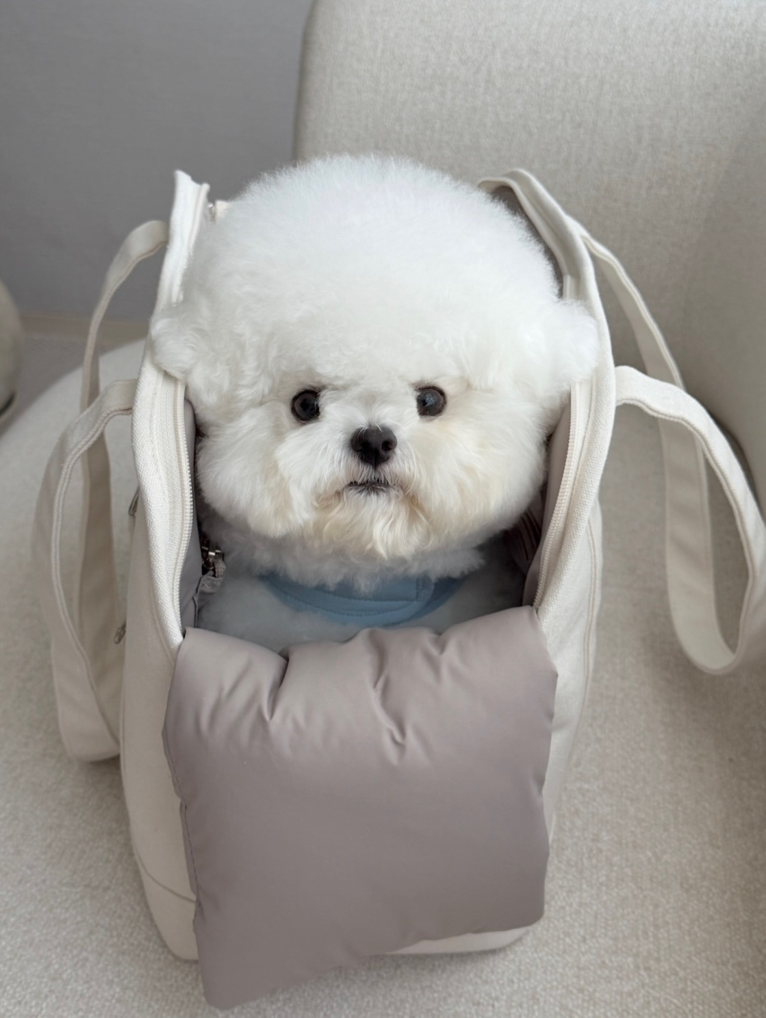 GREG - Bichon Frisé Welpe