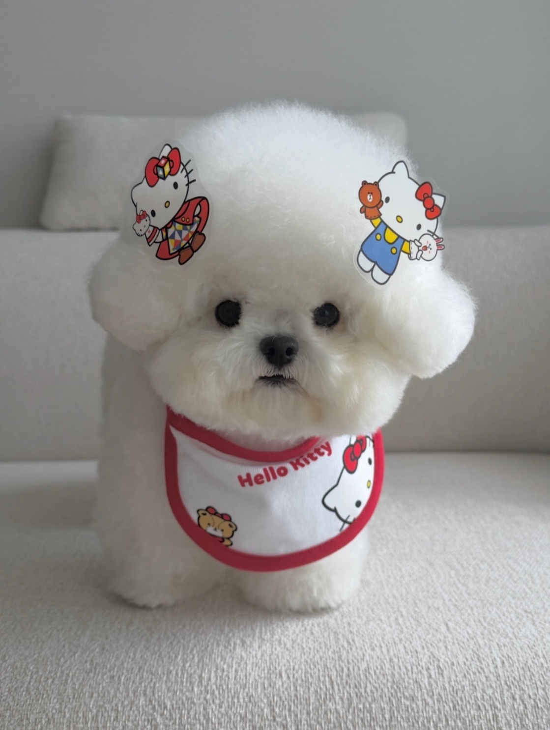 GINA - Bichon Frisé Welpe