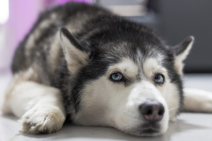 Mia, female Pomsky puppy — Helkin Welpen