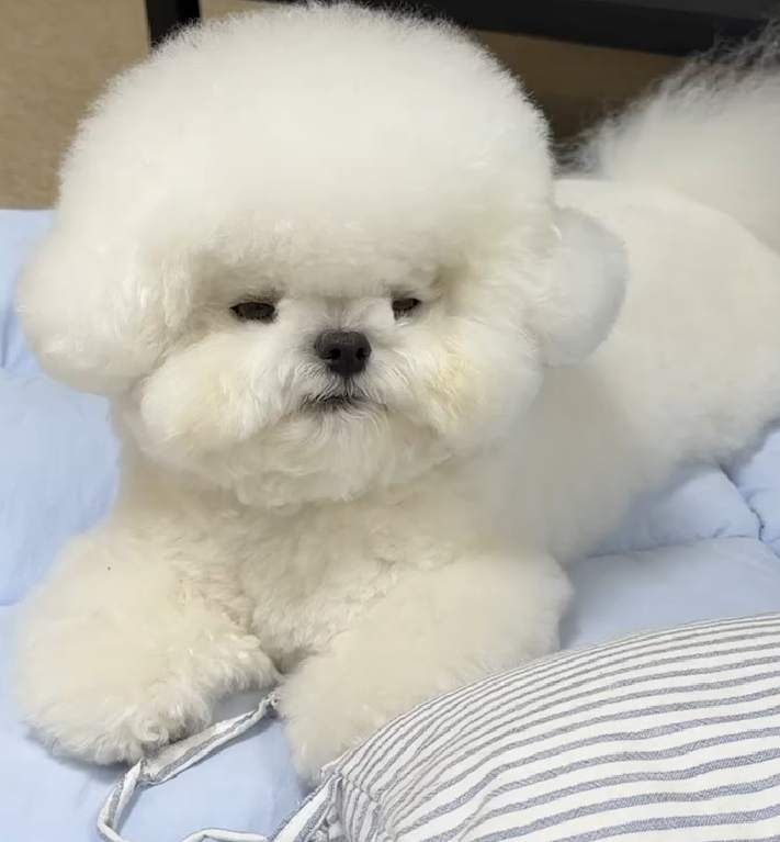 RONALD - Bichon Frisé Welpe