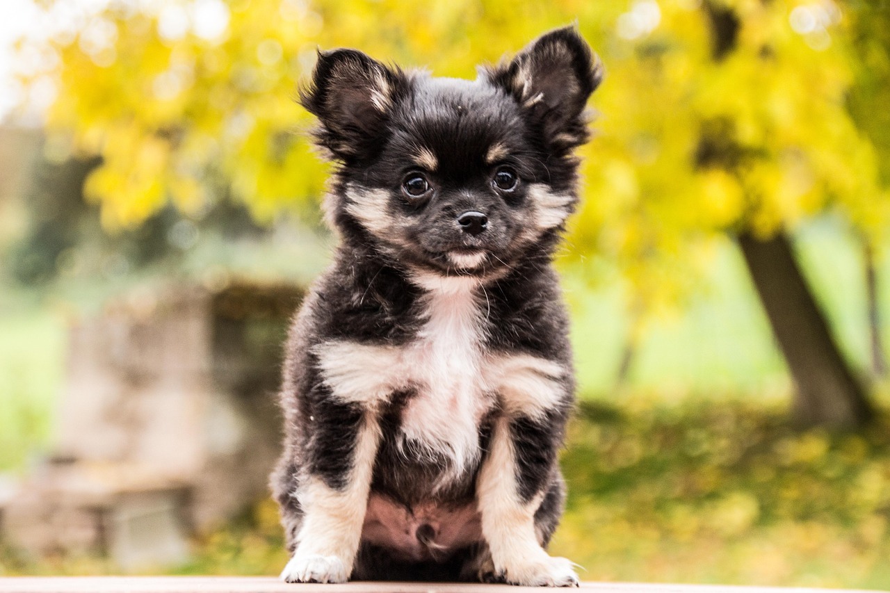 Chihuahua-Welpe zu verkaufen