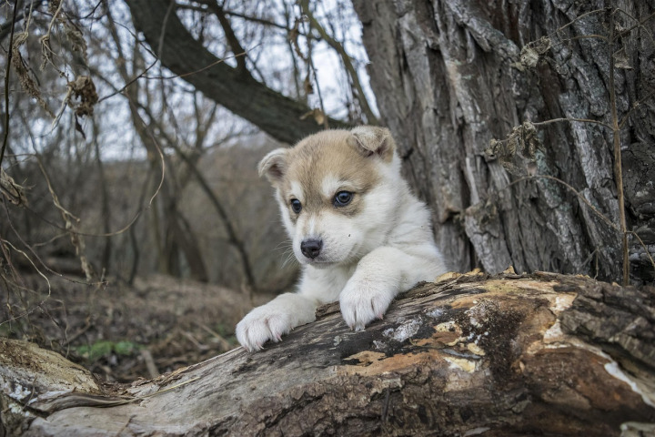 Coco, female Pomsky puppy — Helkin Welpen