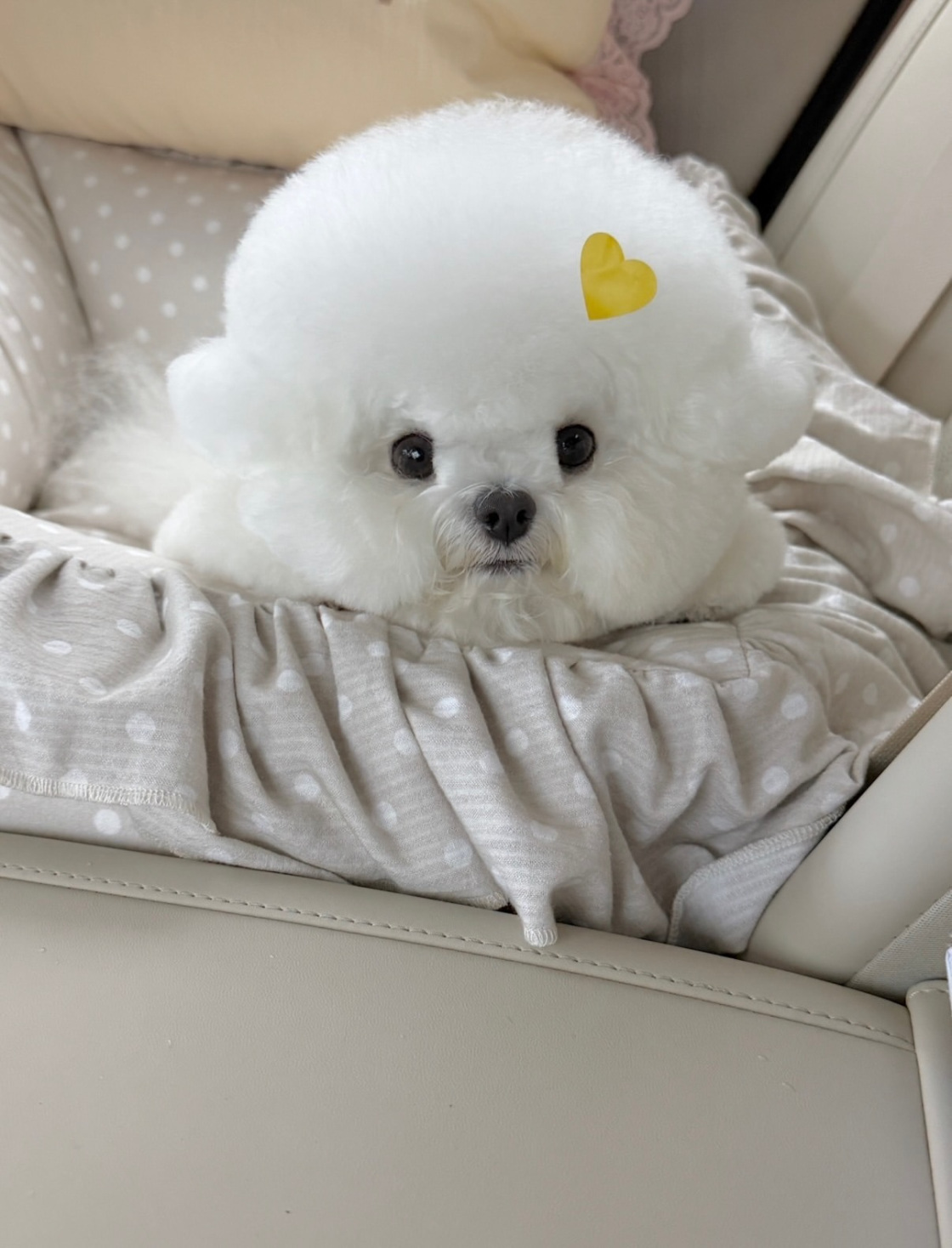 TINA - Bichon Frisé Welpe