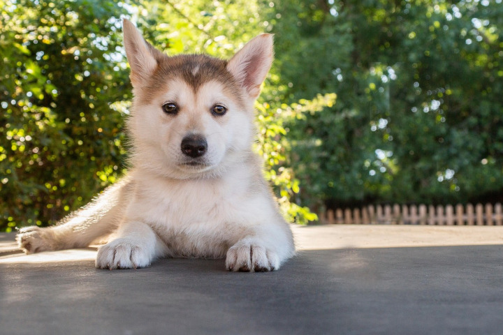 Max, male Pomsky puppy — Helkin Welpen
