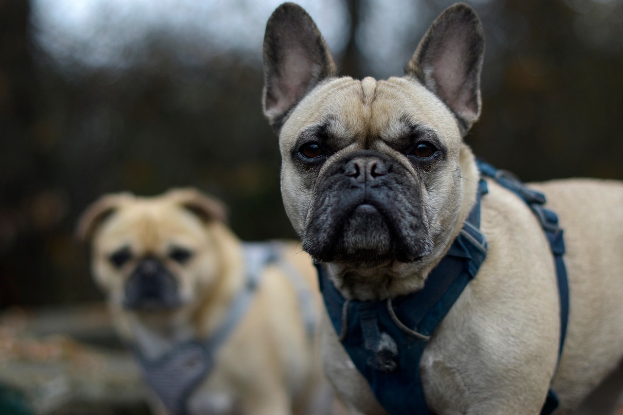 Französische-Bulldogge-Welpe zu verkaufen