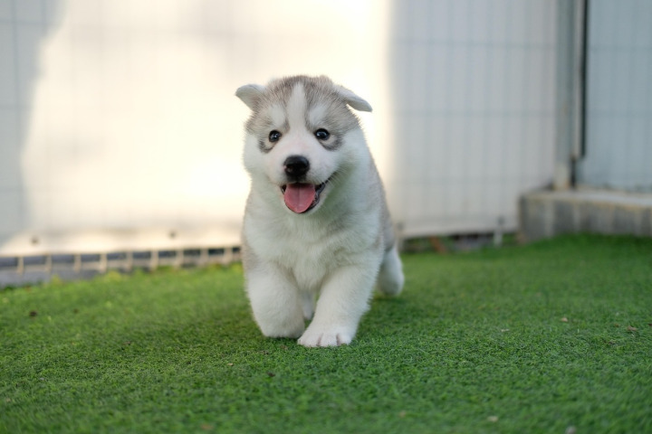 Simba, male Pomsky puppy — Helkin Welpen