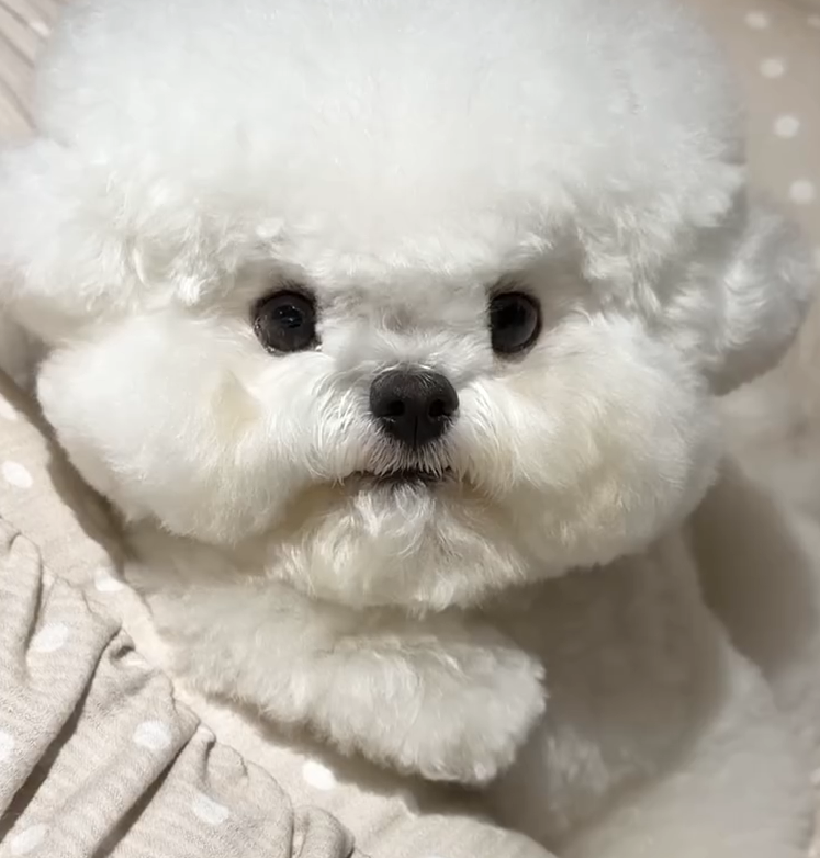 RITA - Bichon Frisé Welpe