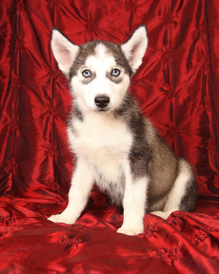 Kira, female Pomsky puppy — Helkin Welpen
