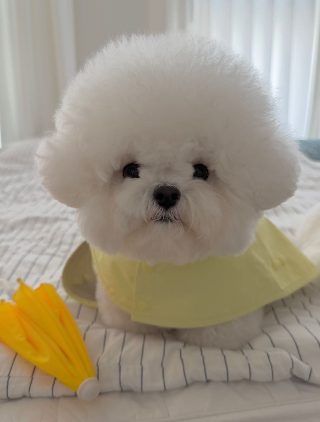 ASHLEY - Bichon Frisé Welpe