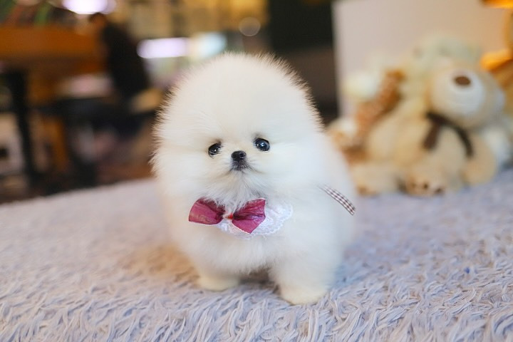 Cachorra de Pomerania ROSITA - 10 semanas, hembra